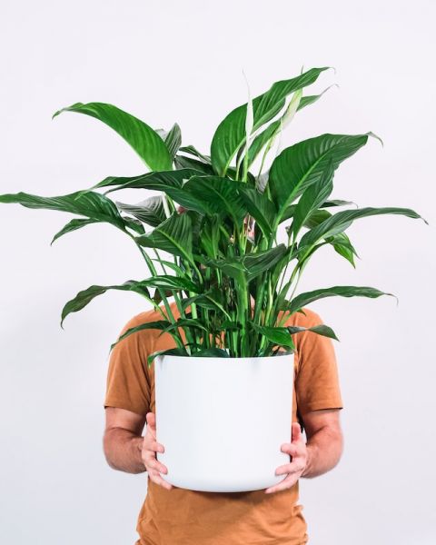 5-plantas-de-interior-que-purifican-el-aire